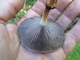 Leratiomyces squamosus image