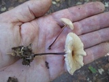Marasmius delectans image