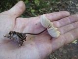 Marasmius delectans image