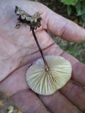 Marasmius delectans image