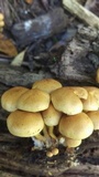 Pholiota alnicola image