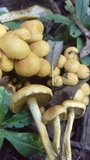 Pholiota alnicola image