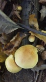 Pholiota alnicola image