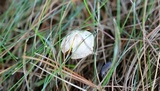 Inocybe geophylla image