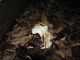 Jahnoporus hirtus image