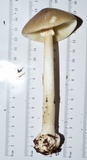 Amanita brunnescens image