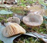 Lactarius marylandicus image