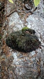 Echinodontium tinctorium image