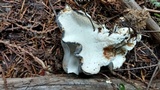 Albatrellus flettii image