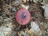 Russula vinacea image