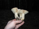 Lactarius argillaceifolius image