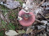 Russula vinacea image