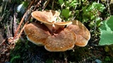Bondarzewia occidentalis image