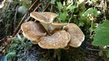 Bondarzewia occidentalis image