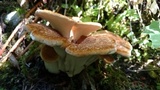 Bondarzewia occidentalis image