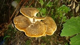 Bondarzewia occidentalis image