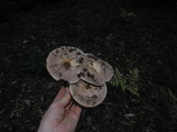 Lactarius argillaceifolius image