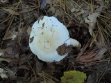Hygrophorus sordidus image