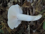 Hygrophorus sordidus image