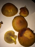 Gymnopilus luteus image