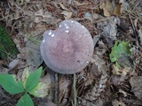 Russula cyanoxantha image