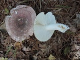 Russula cyanoxantha image
