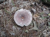 Russula cyanoxantha image