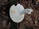 Russula cyanoxantha image