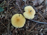 Cystoderma amianthinum image