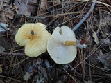 Cystoderma amianthinum image