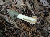 Phallus ravenelii image