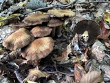 Psathyrella delineata image
