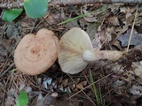 Lactarius vinaceorufescens image