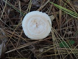 Lactarius chrysorrheus image