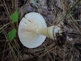 Lactarius chrysorrheus image