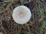 Lactarius chrysorrheus image