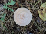 Lactarius chrysorrheus image