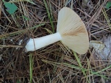 Lactarius chrysorrheus image
