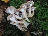 Armillaria solidipes image