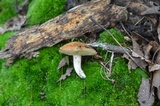 Suillus subaureus image