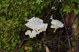 Cotylidia diaphana image