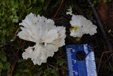 Cotylidia diaphana image