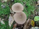 Lactarius imperceptus image