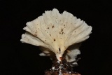 Cotylidia diaphana image