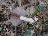 Cortinarius argenteopileatus image