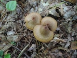 Entoloma formosum image