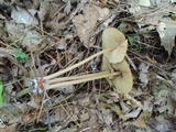 Entoloma formosum image