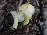 Tricholoma sejunctum image
