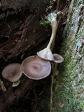 Pseudoclitocybe cyathiformis image