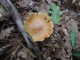 Cortinarius caperatus image